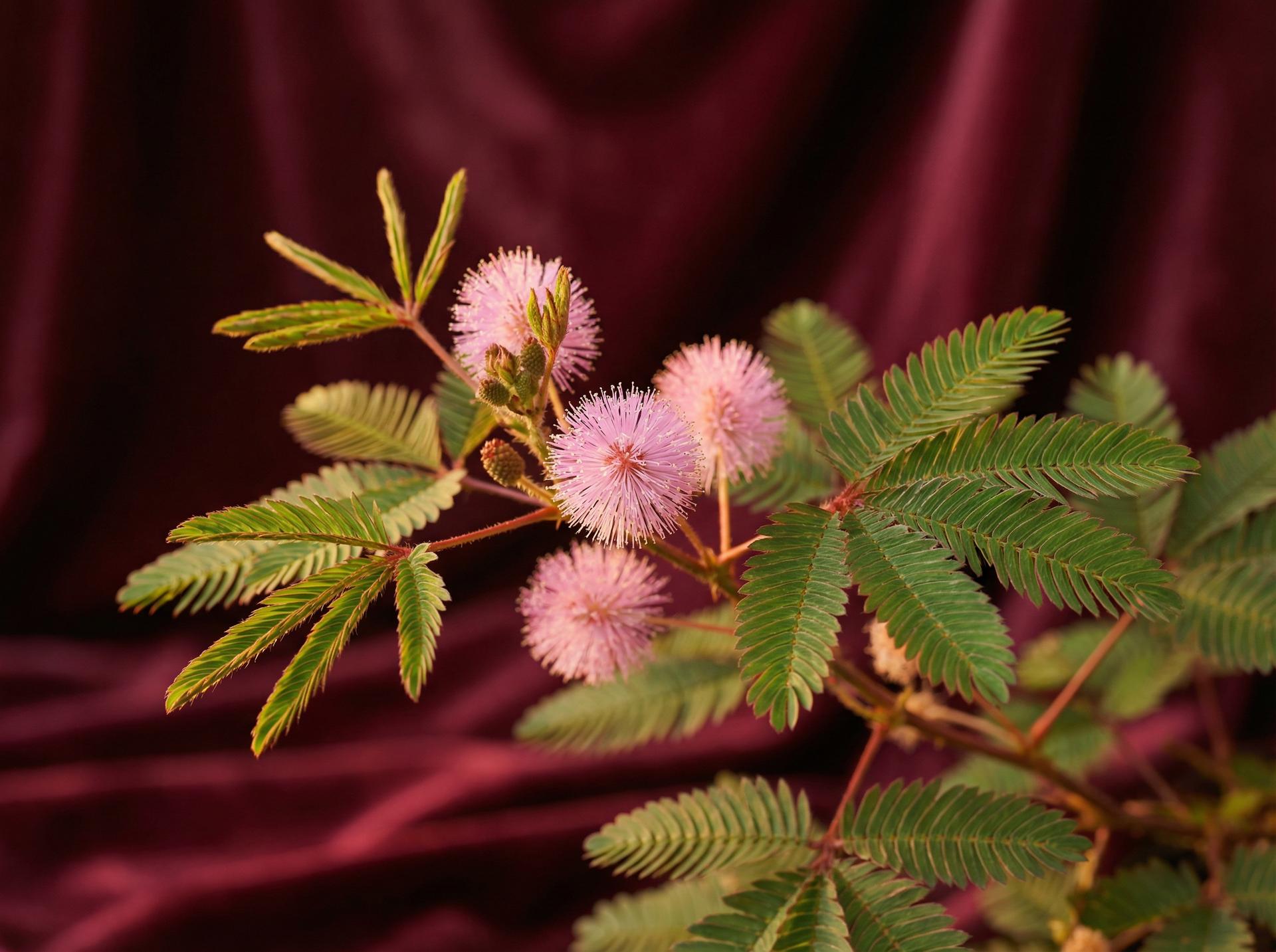 麻豆植物视频 - 含羞草养护视频教程